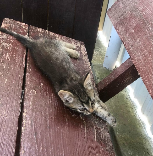Анон. 🐾🐾 К магазину прибилась трёхцветная кошечка(на...