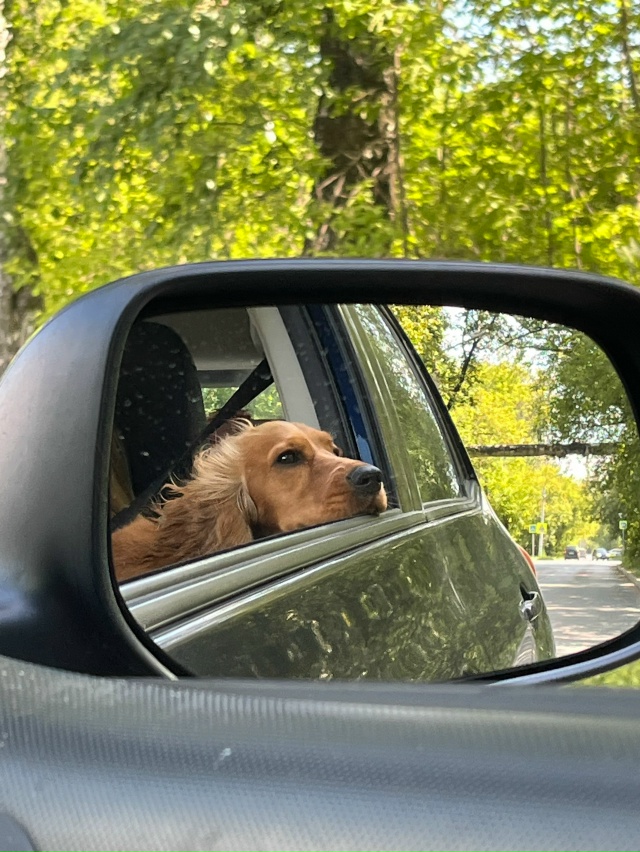 ПОТЕРЯЛАСЬ СОБАКА!!!
пожалуйста помогите найти собаку ...
