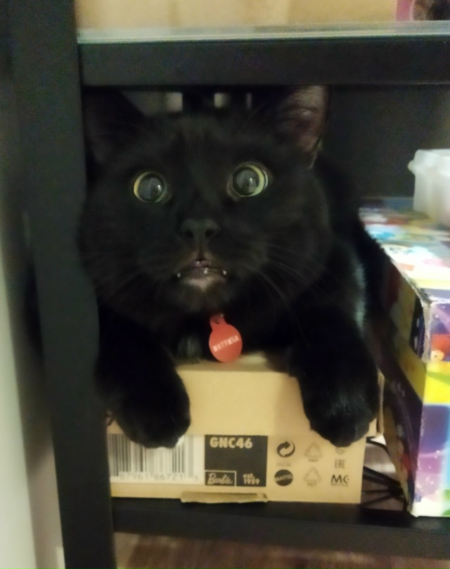 Смешной толстый чёрный кот смотреть бесплатно