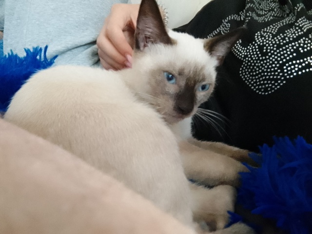 отдам котика
добрый ласковый
ходит в лоток
тел:89507040322