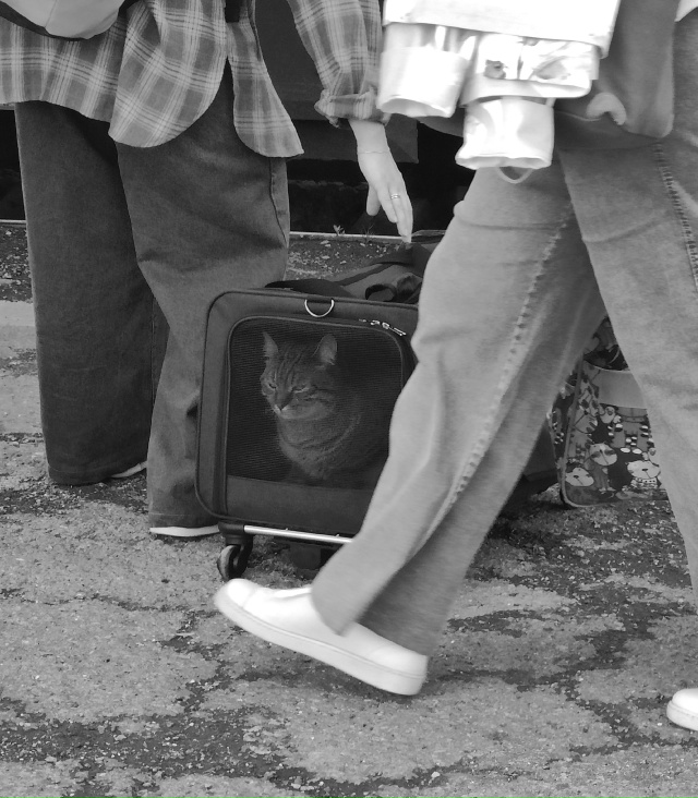 Котобарин в путь собрался. Свердловская область.