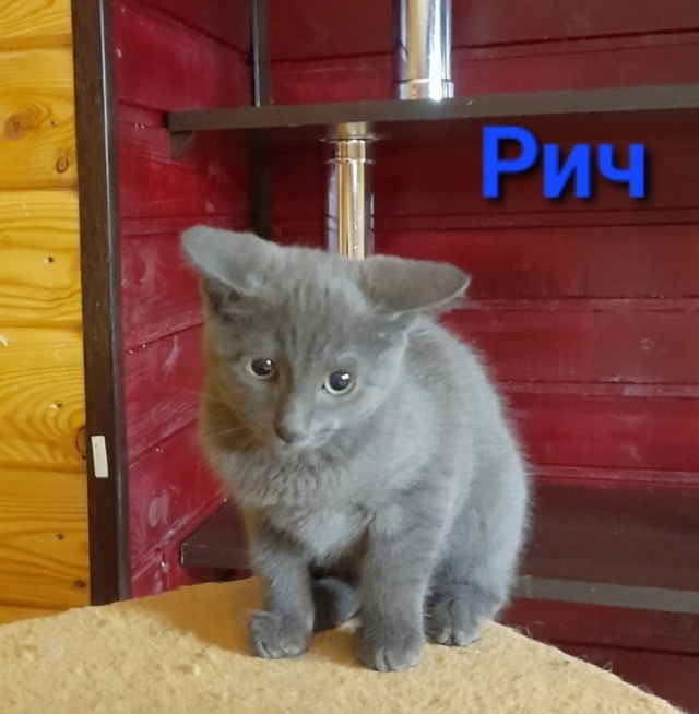 🐈 ПОДОПЕЧНЫЕ зоозащитной гпуппы 
