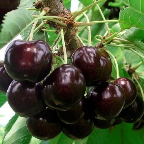 Анон. Продам вишню 1кг 50р. Тел 89867963235