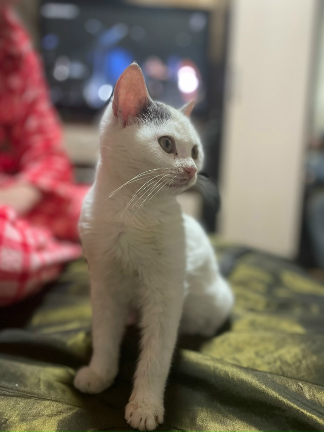 Отдам котенка в добрые руки. Мальчик очень ласковый и и...