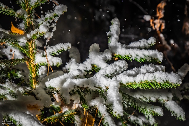 Первый снег 21 октября 2021г.
Фото: Юрий Жарков