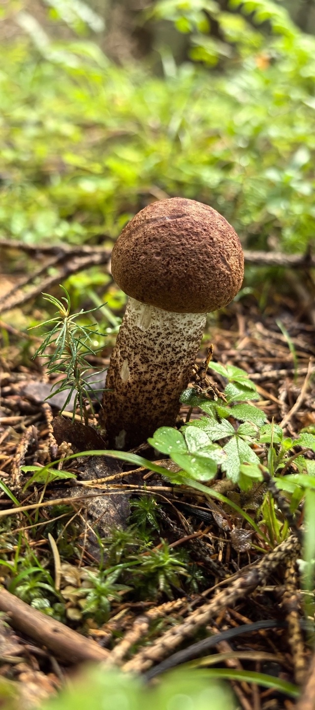 Тихая охота 🌱❤
📷 Наталья Кондратюк