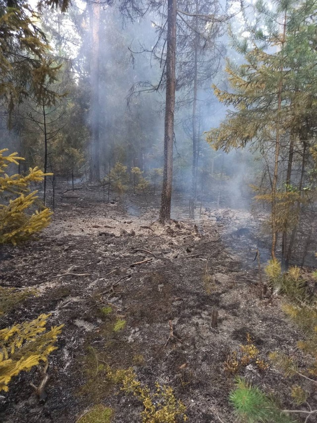 ? Первые лесные пожары появляются на территории Орех?...