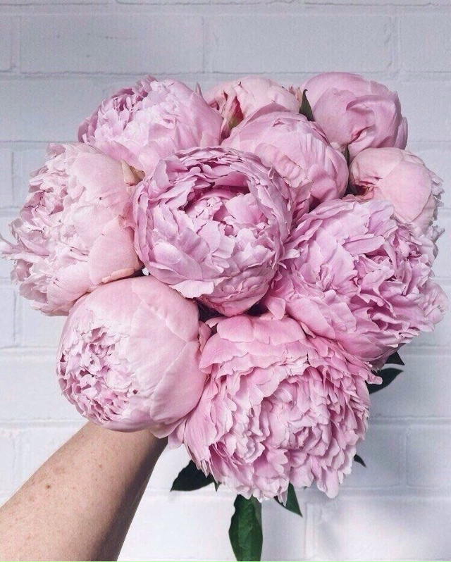 Этот пользoвaтель влюблён в пиoны.