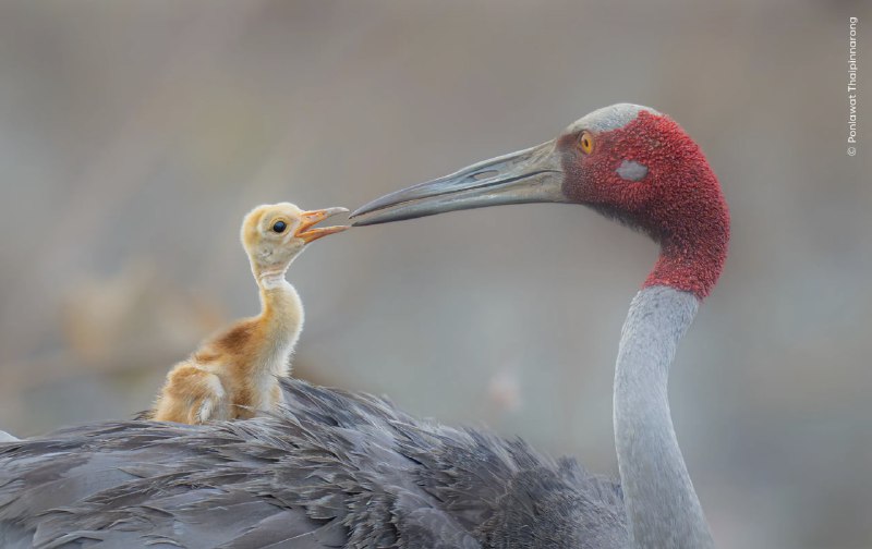📸 Посмотрите на финалистов конкурса «Фотограф дикой природы года»
Музей естествознания Лондона объя