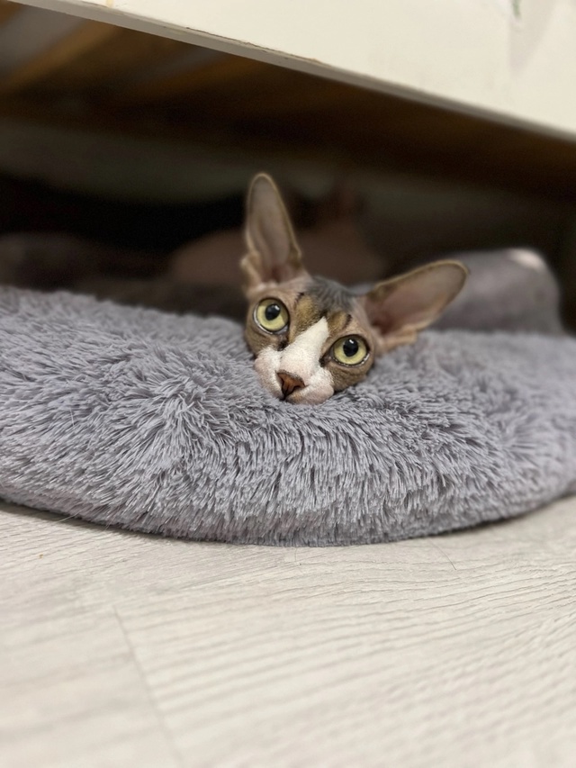 Тут снова мы-Иззи и Ви!
Года идут ,а кошки не взрослеют???...