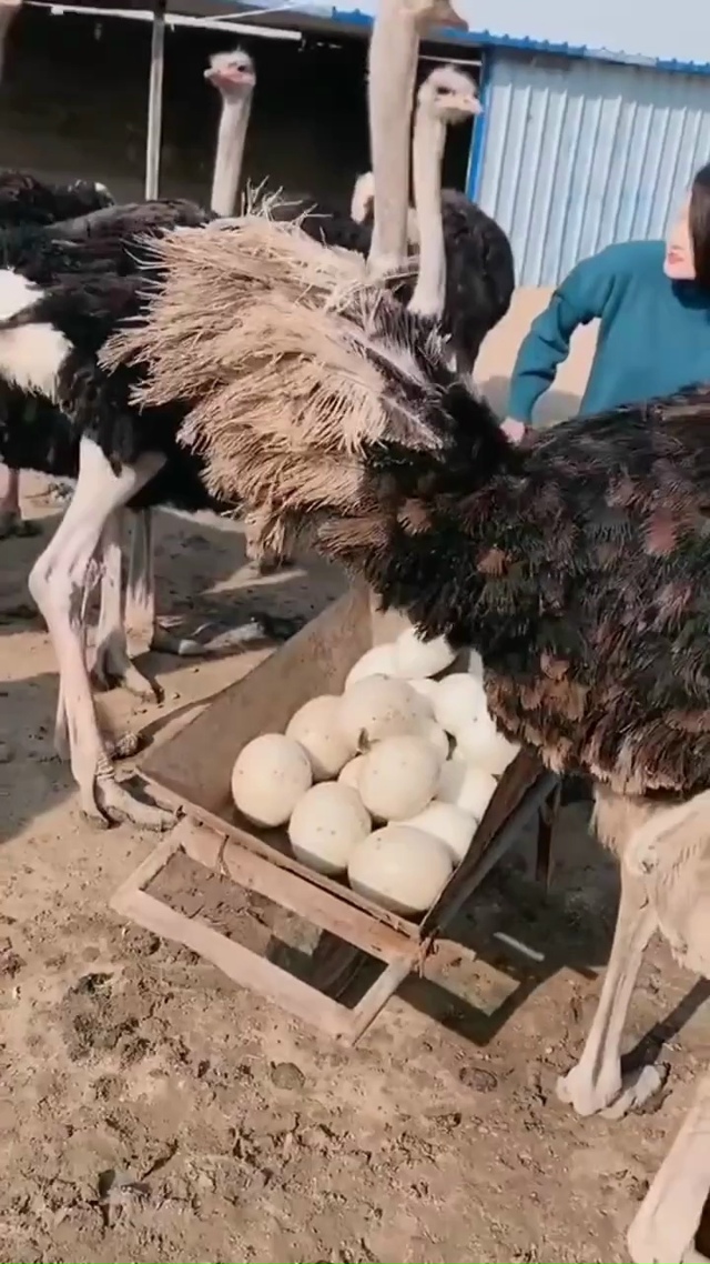 Очень крупные яйца африканского страуса.