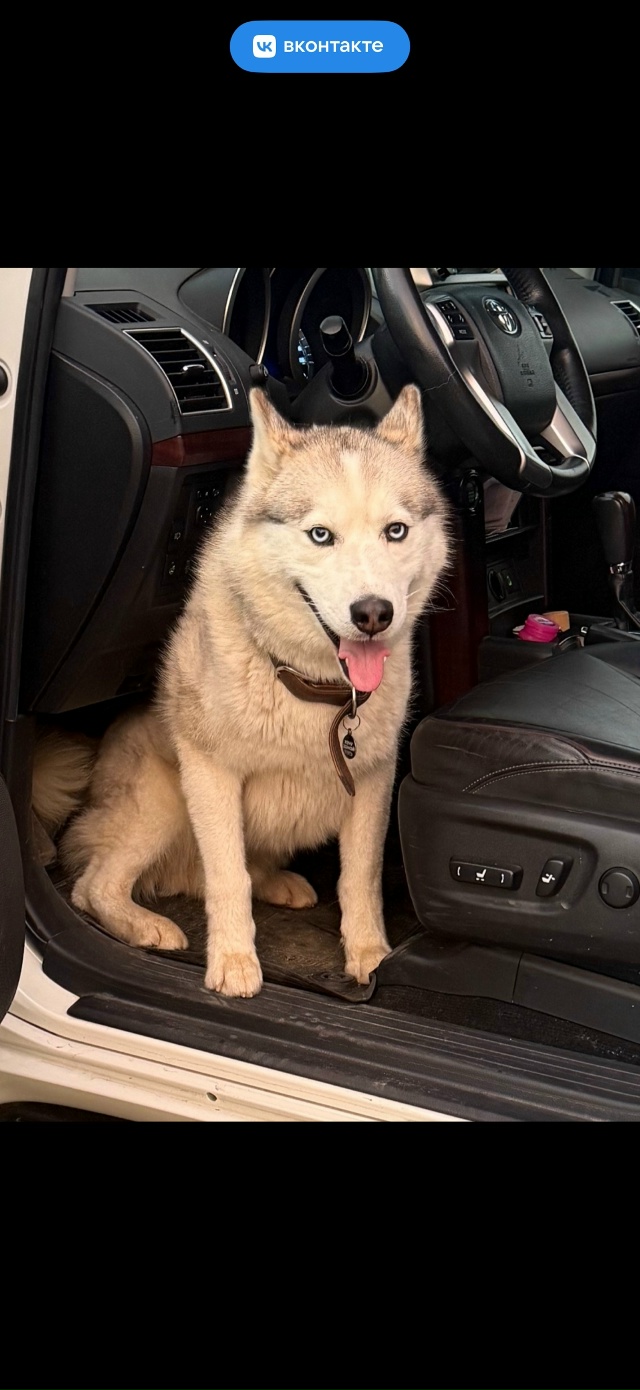 Пропала собака! Хаски, кобель, светлого окраса. Ушел из ...