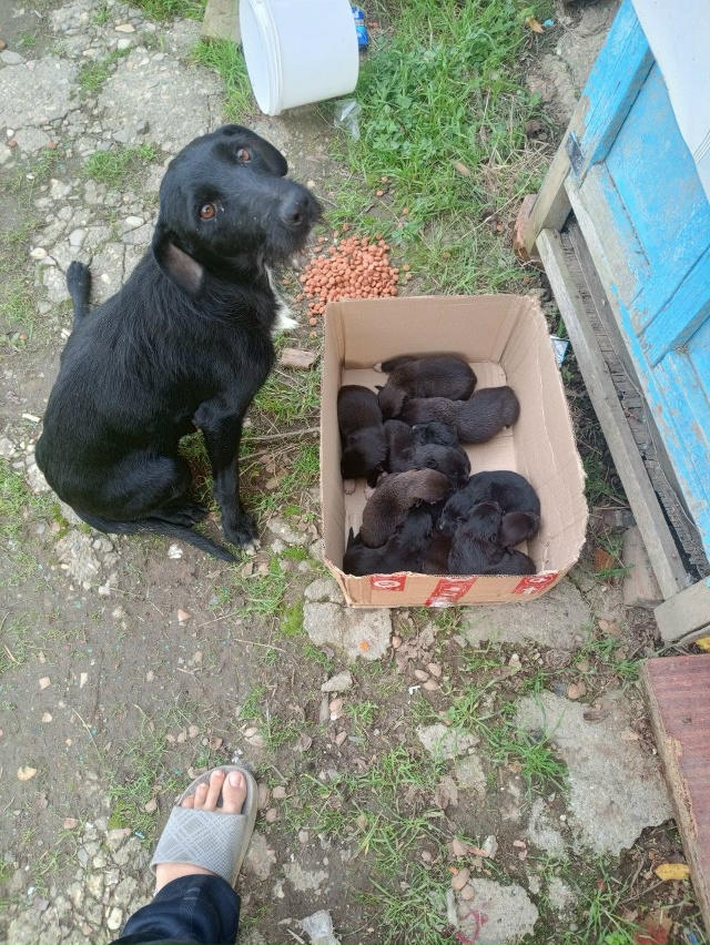 Приблудилась собака и родила у нас в сарае.
Щенят 10шт, р...