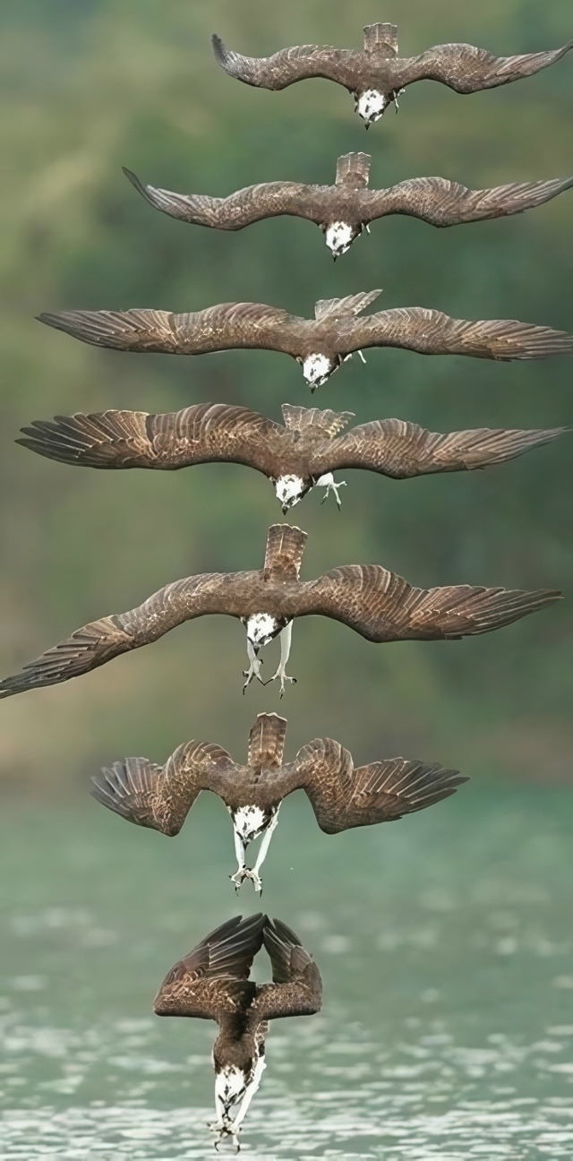 За мгновение до погружения в воду хищника: напряженный...