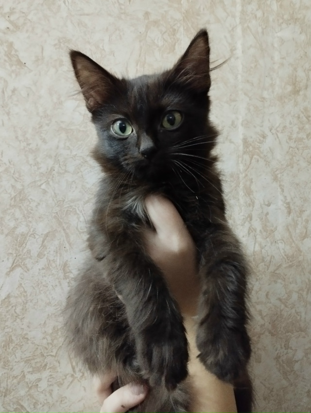 🐱Отдам двух котят, мальчики.Им по пол года,в лоток ход?...