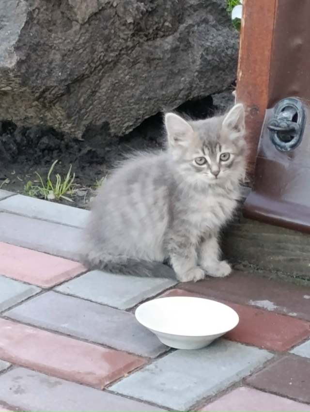 Отдам котят в хорошие руки. Бездомная кошка окотилась, ...