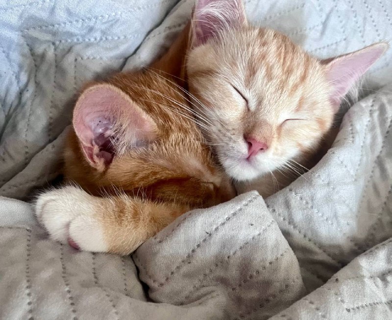 Слатких снов :3
