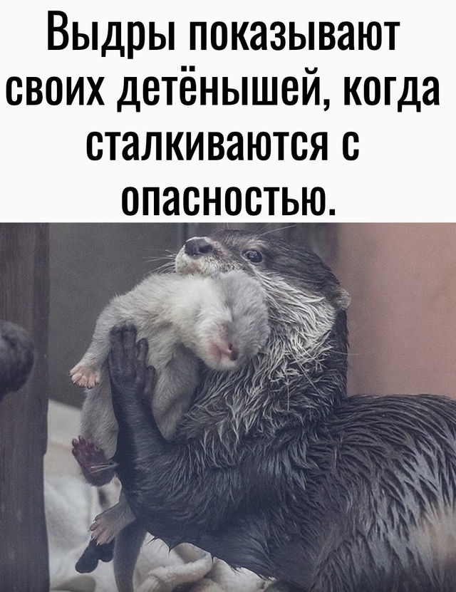 Интересный факт из дикой природы