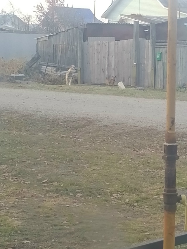 Пост для ваших животных в комменты отдам приму нашли п?...