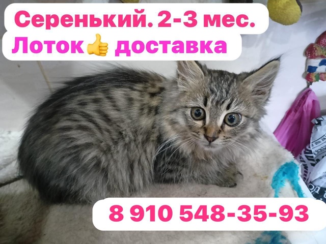 КИРОВ. КАЛУЖСКОЙ ОБЛ. 🆘 Серенький 2-3 мес. Доставка. Оче?...
