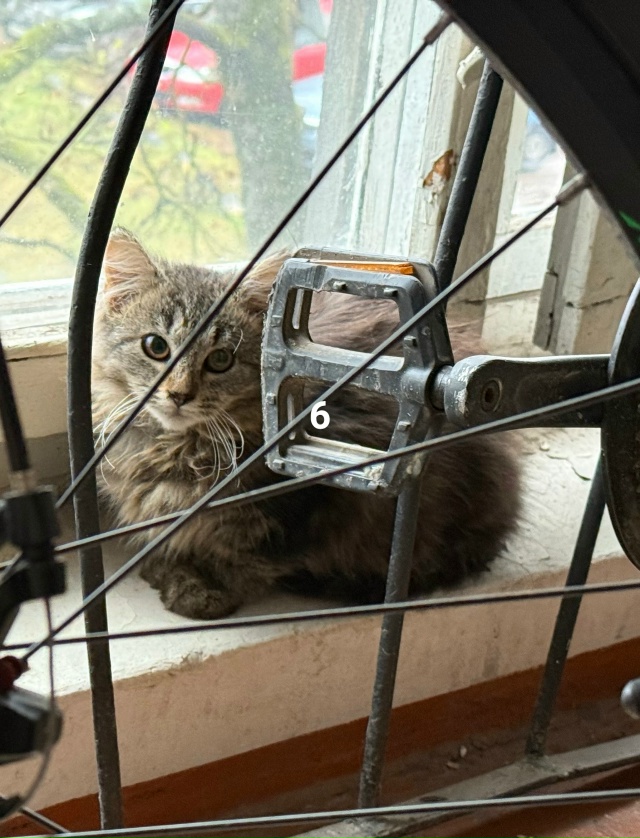 #ПотерялиНашлиПомогите
1 Кто потерял двух замечатель?...