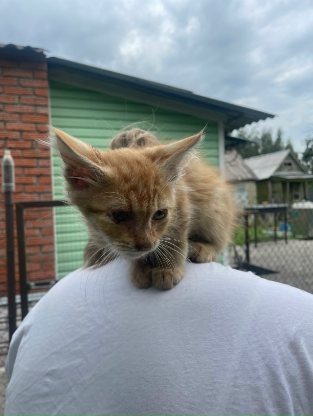 Нашли котенка, отдадим в добрые руки. Сандыри 2
