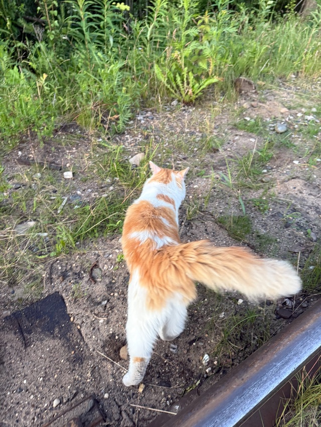 Кот или кошка не знаю бродит в районе речки в Сосновке ,...