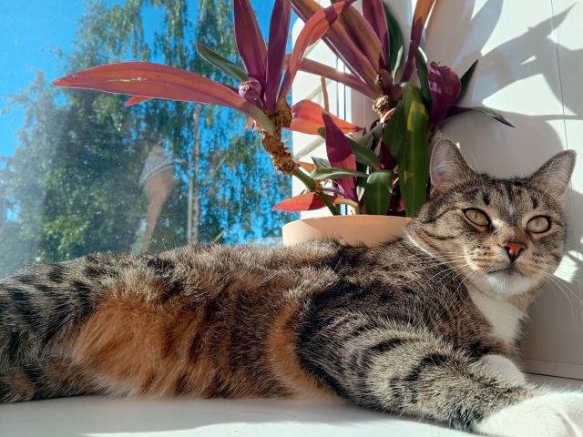 Пропал кот
Кличка Бусик
Пропал в районе садовая 43 -47
Е?...