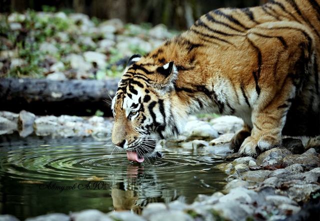 Зима на пороге, а в подмосковном Сафари‑парке — ни нам...