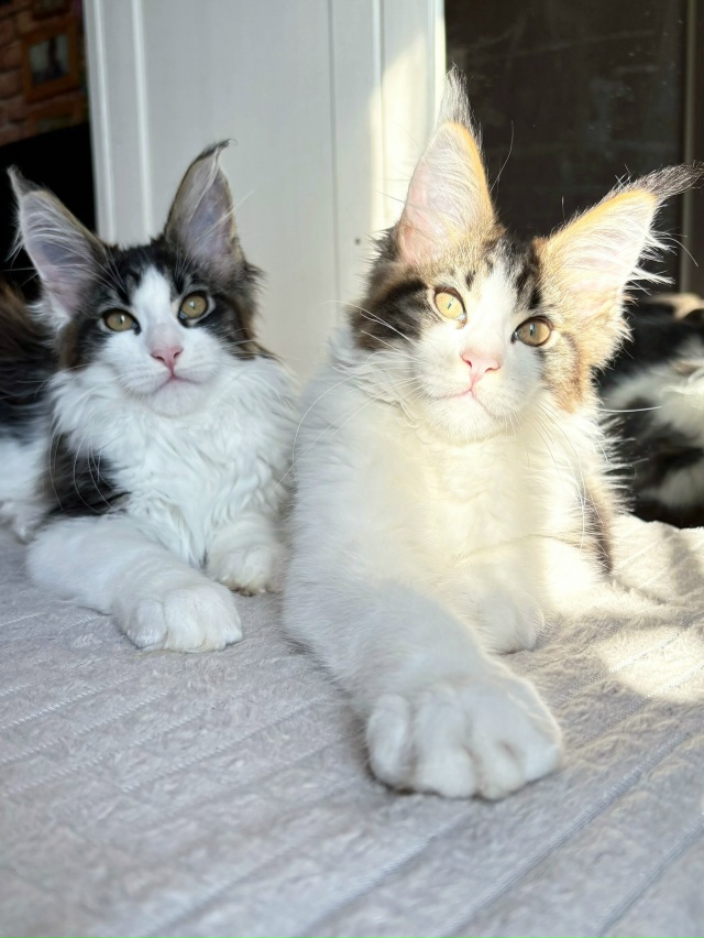 Двое из ларца 🔥