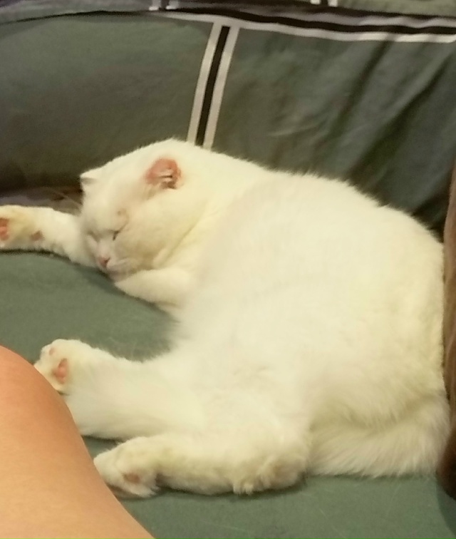 Пропал кот ул
Народная, 26.
Одна передняя лапа короткая ?...