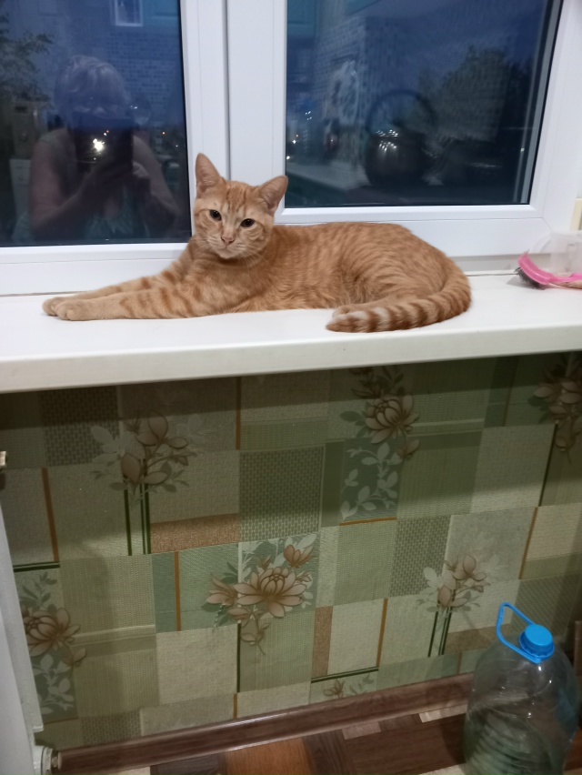 Котята 6 мес в добрые руки кот будет большой приучены к ...