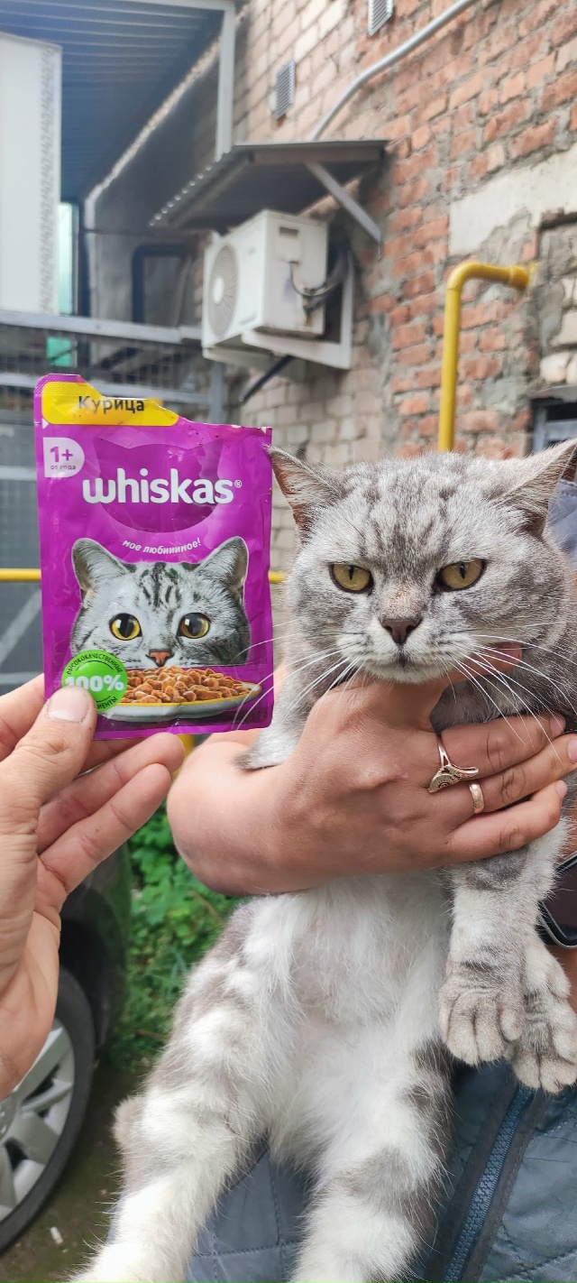 Чей кот на Гая 29а ?