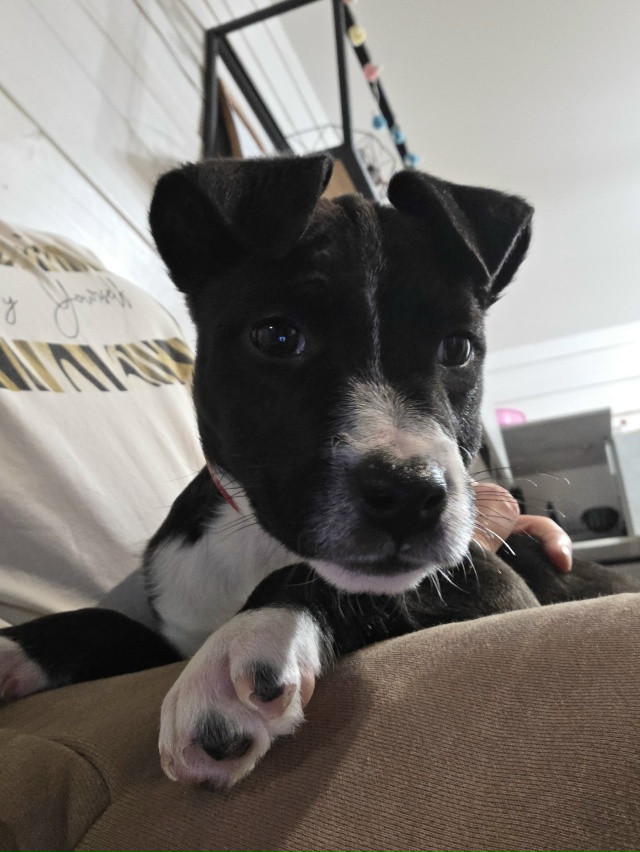 Малышка 2,5 мес ищет свой дом, осталась одна из помета , п...