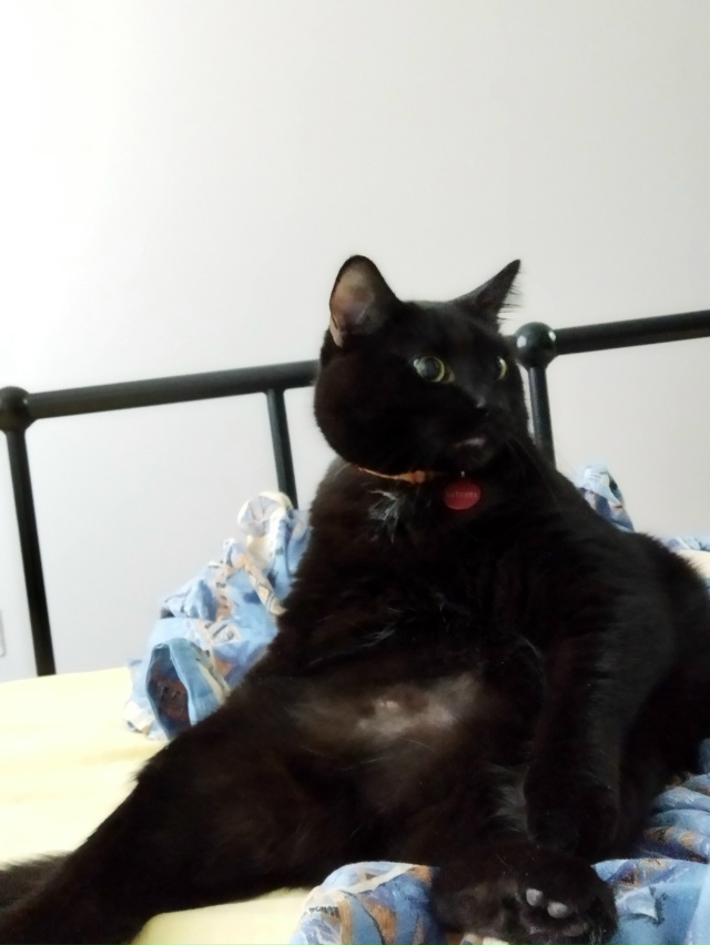 Смешной толстый чёрный кот смотреть бесплатно