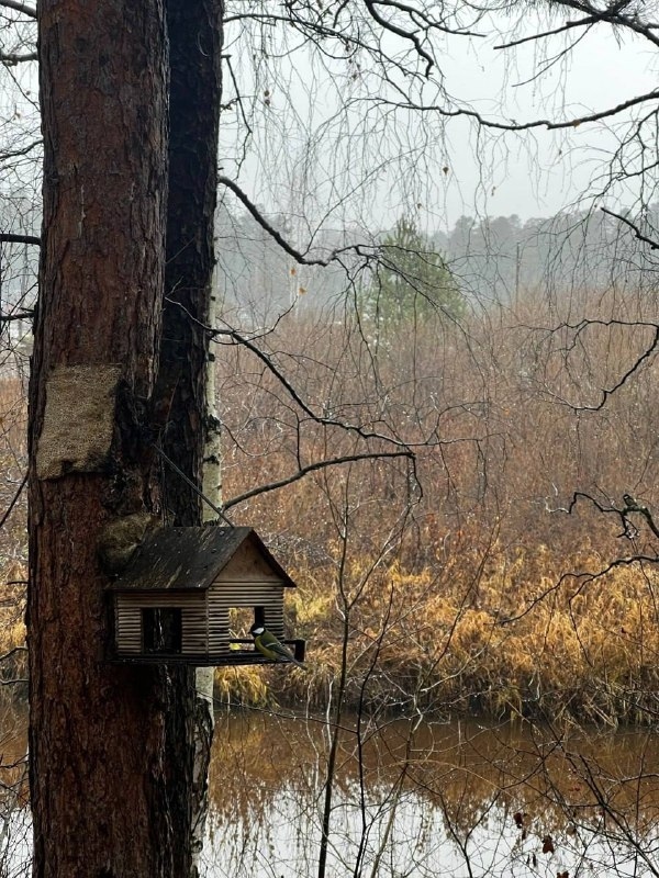 Атмосферные снимки из Асбеста передают дух осени🍂
???...