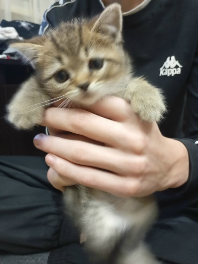 Отдам в добрые руки котят! 4 чёрных, один как на фото. Ро?...