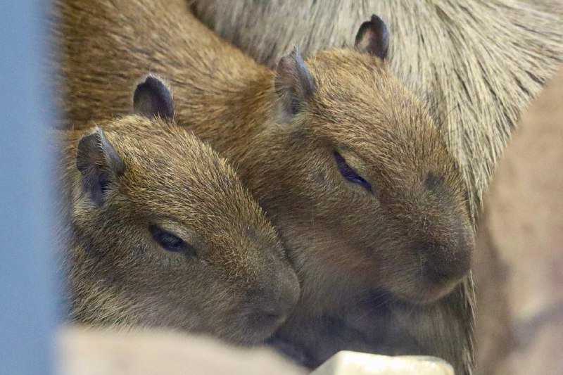 ☺️ В семье капибар Московского зоопарка пополнение: у многодетной самки Малой родилась двойня! Их