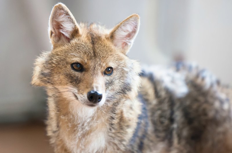 Шабака, наконец-то: шалайка — редкая российская порода собак, это гибрид шакала и лайки, который соз