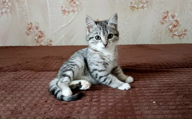 🐾 Срочно ищем любящие семьи для 3 замечательных котят!...