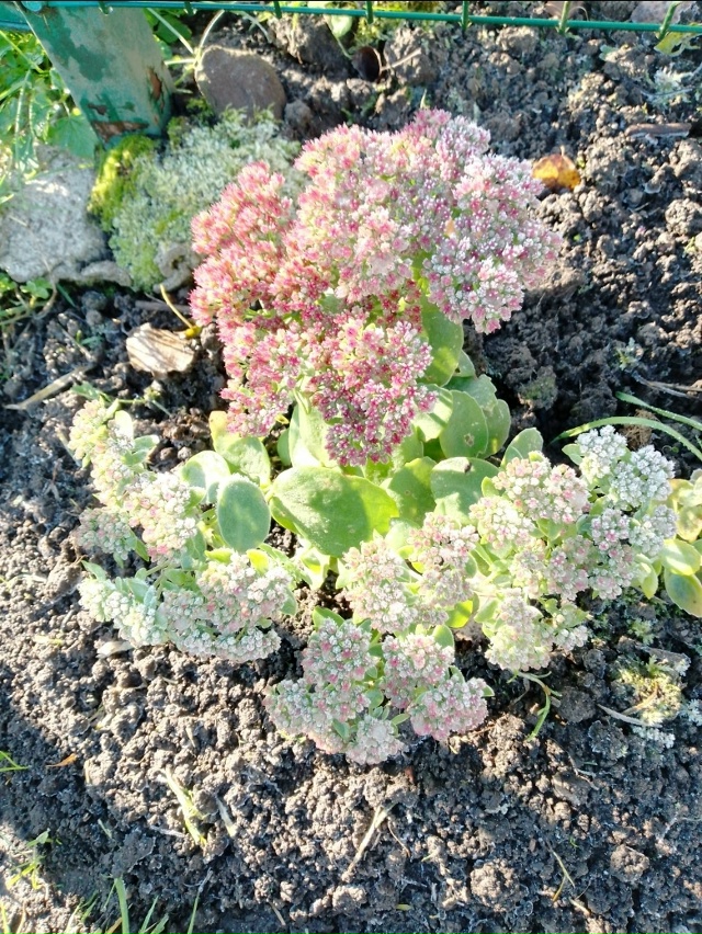 Морозное утро 18 октября