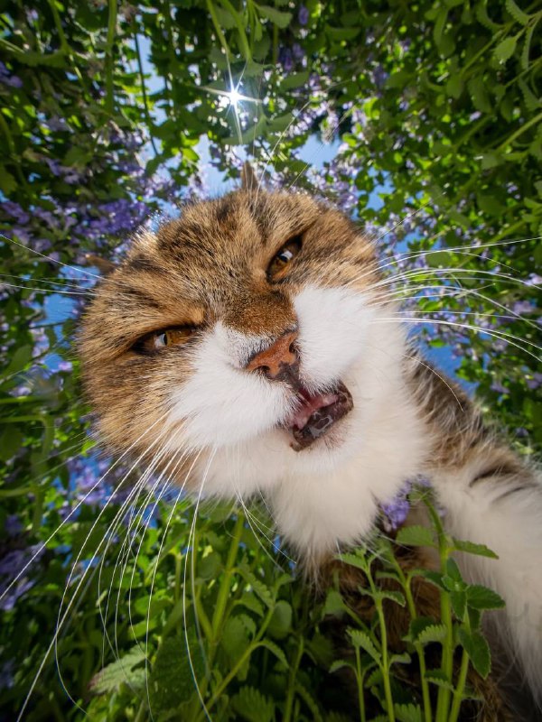 Pov: Вы мышь🤩