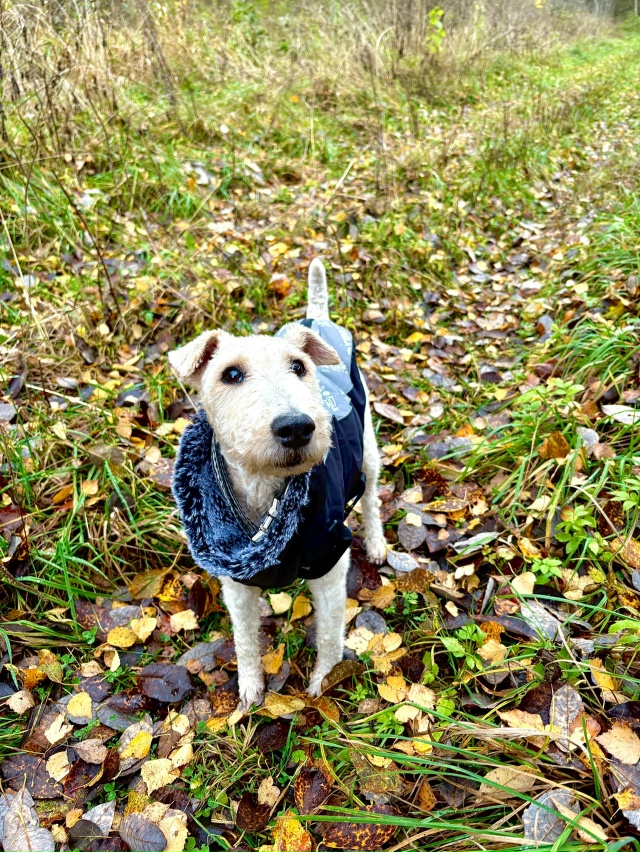 Недалеко от Толмачево
🍂 🐶
