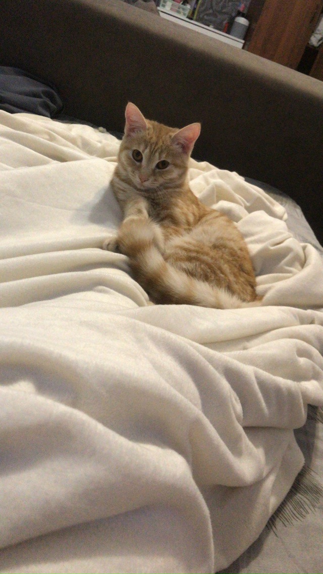 Пропала кошечка на Октябрьской 62 ,отвлекается на имя ?...