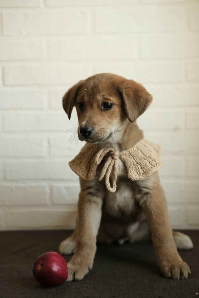 ‼️Две девочки и два мальчика очень хотят быть домашни...