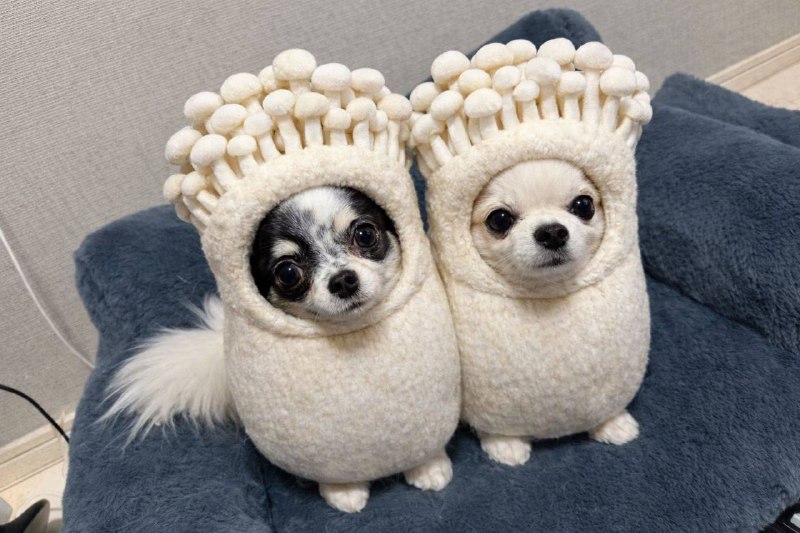 Ты думал я гриб? Я кот не ешь меня👎 4ch