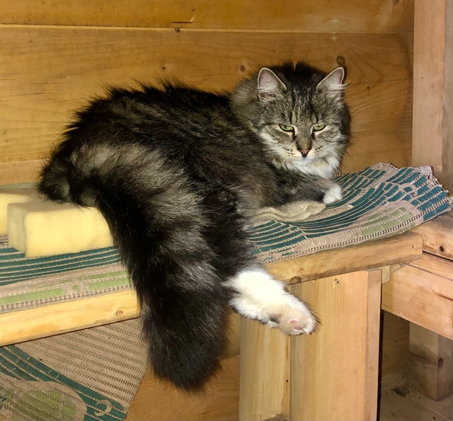 03.10. ПРОПАЛ взрослый кот в конце улицы Северной (частны?...