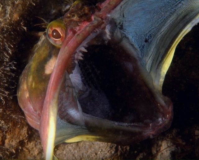 Щучья морская собачка - живое существо с пастью 