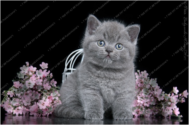 Как вам наши девочки? ?