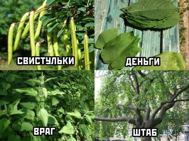 В детстве для счастья нужно было всего лишь пару кусто?...